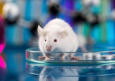 Células cerebrales humanas implantadas en ratas para estudiar enfermedades psiquiátricas