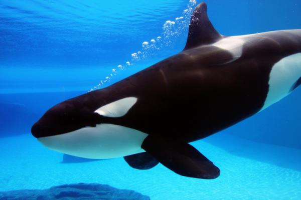 Las orcas son capaces de matar a un tiburón blanco, según un estudio