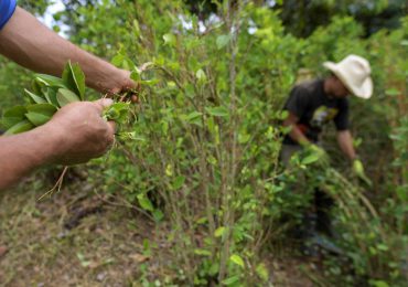 Se desacelera aumento de cultivos de coca en Bolivia, según datos de la ONU