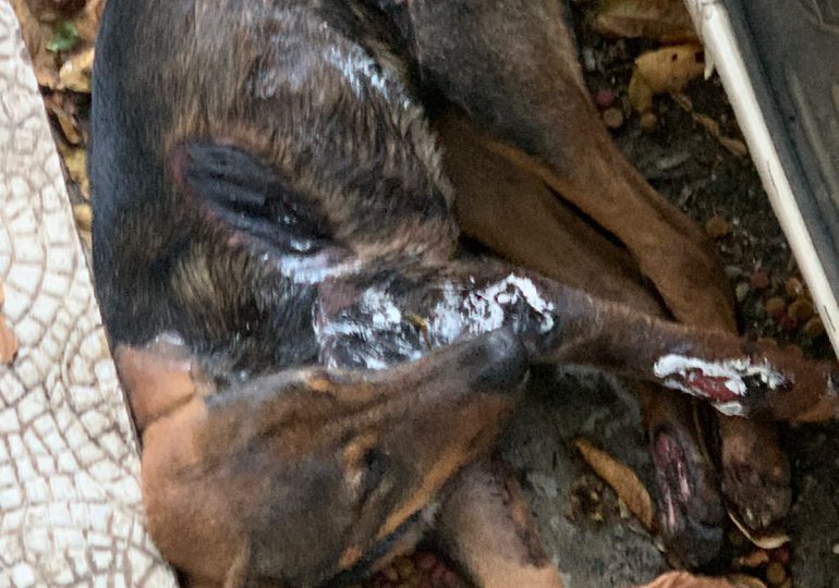 Video| Fue rescatado con graves heridas el canino arrastrado en calles de Jarabacoa, autoridades llaman al responsable a entregarse