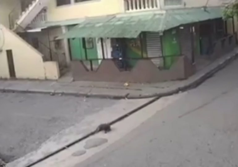 VIDEO| Piden identificar hombre que arrastró a perro con vida mientras conducía en Jarabacoa