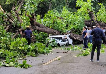 VIDEOS| Hombre muere tras caer árbol sobre su vehículo