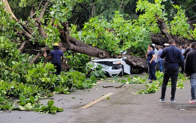 VIDEOS| Hombre muere tras caer árbol sobre su vehículo