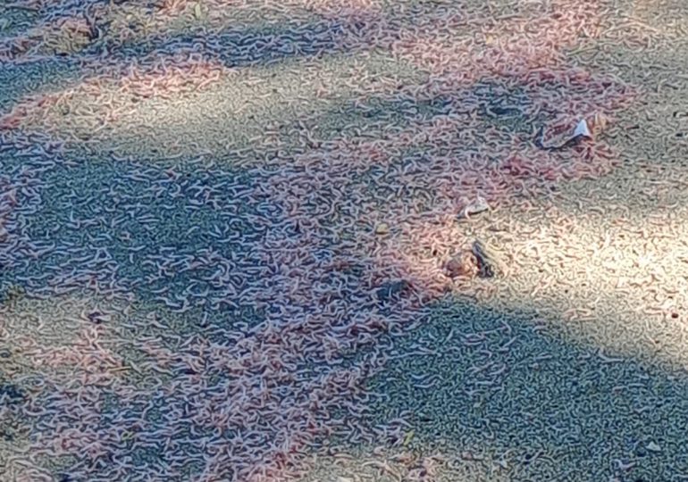 Cambio brusco de la temperatura del agua provoca muerte de camarones en Montecristi, informa Medio Ambiente