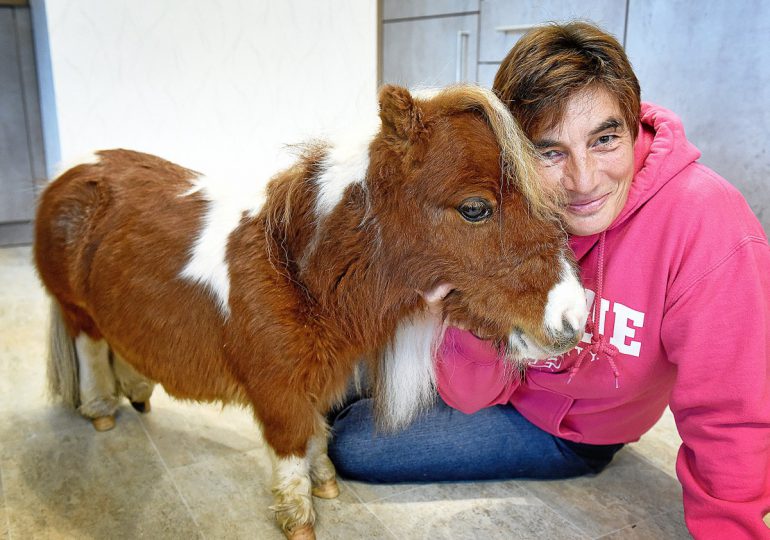VIDEO|Conoce a “Pumuckel”, probablemente el poni más pequeño del mundo