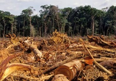 Brasil, Indonesia y RDCongo firman un pacto contra la deforestación