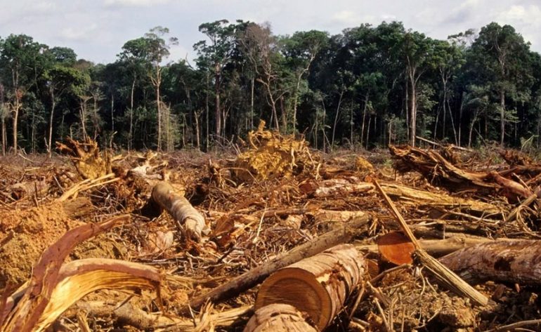 Brasil, Indonesia y RDCongo firman un pacto contra la deforestación