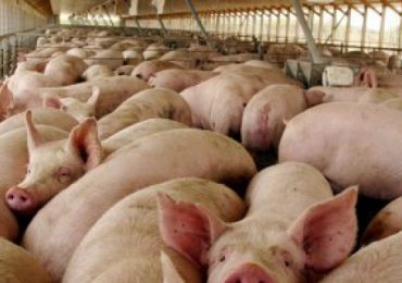 ADOGRANJA asegura que habrá cerdos en el mercado para temporada navideña