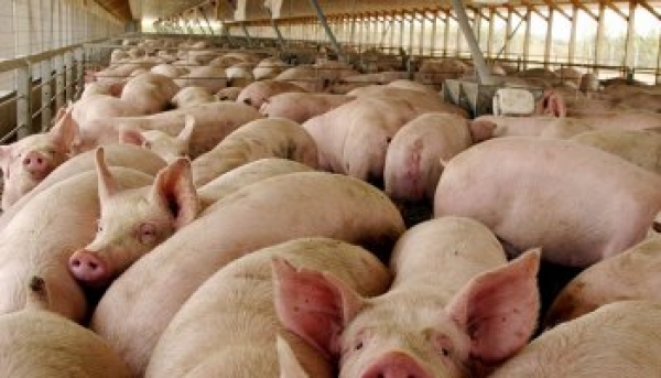 ADOGRANJA asegura que habrá cerdos en el mercado para temporada navideña
