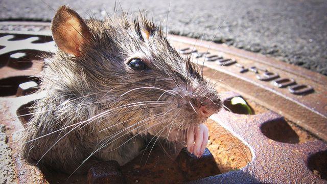 Nueva York busca "zar" con "instinto asesino" para combatir plaga de ratas