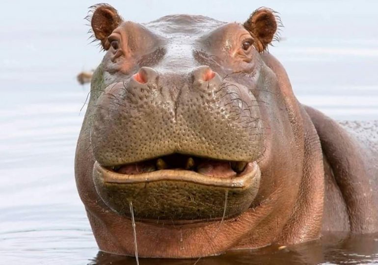 Un hipopótamo toma por la cabeza un niño de 2 años e intenta tragárselo