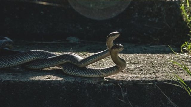 Serpientes hembra tienen un clítoris que refuerza posibilidades de reproducción
