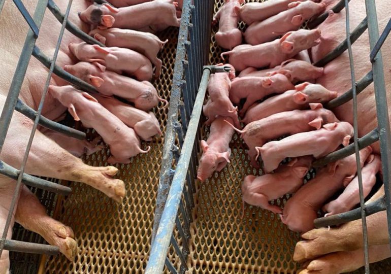 JAD y FAO diseña un sistema de certificación de bioseguridad en granjas porcinas