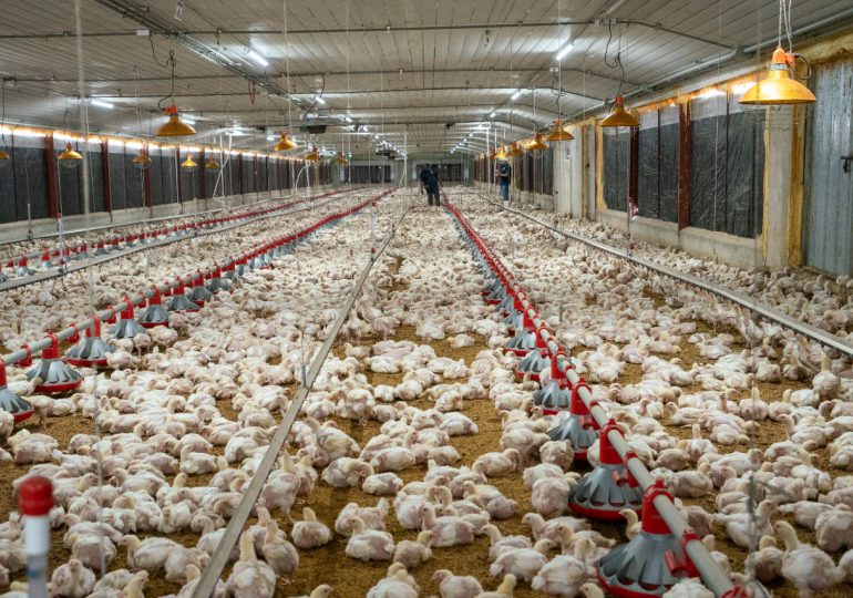 Avicultores logran récord de producción para enero de 2023 con 19.6 millones de pollos