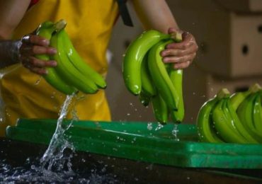 <strong>Ecuador considera "imposible" acuerdo comercial con México sin banano y camarón</strong>