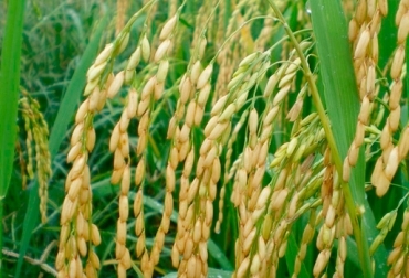 Productores de arroz preocupados por datos del diagnóstico situacional del sector nacional