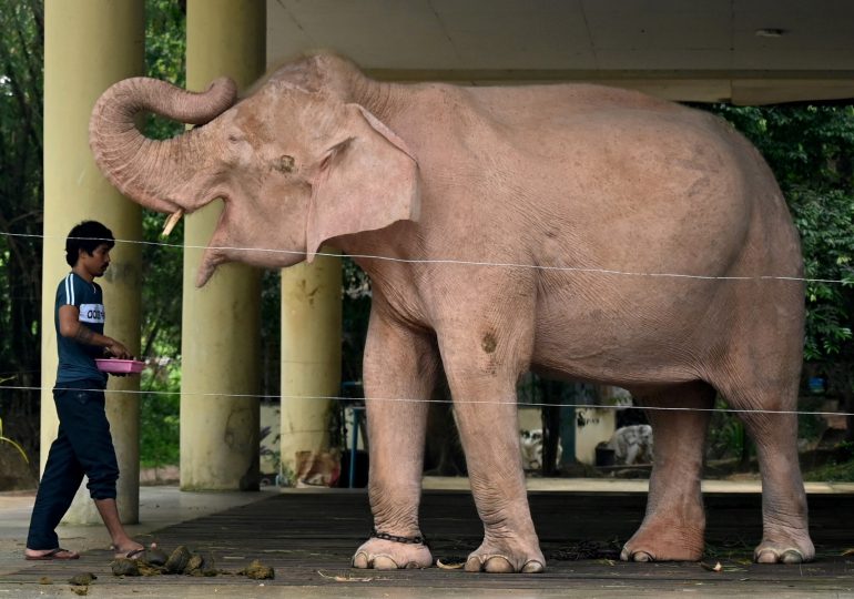 Junta en Birmania recupera nacimiento de elefante albino como signo de buen augurio