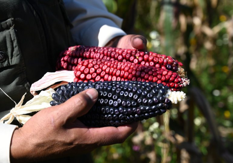 México retrasa prohibición a maíz transgénico de EEUU mientras busca sustituto