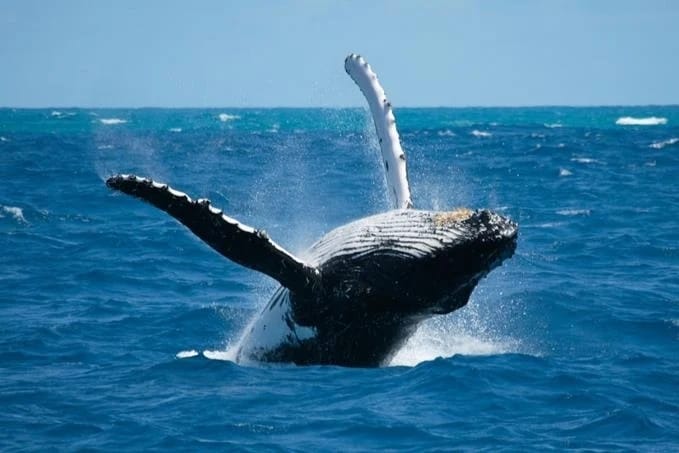 Asociación de Dueños de Barcos de la Bahía de Samaná da inicio a la temporada de observación de ballenas 2023