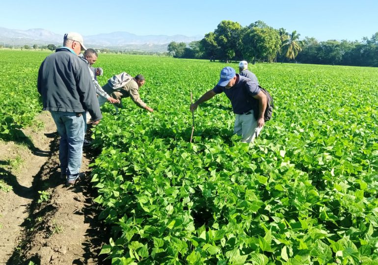 Ministerio de Agricultura supervisa siembra de habichuelas en San Juan