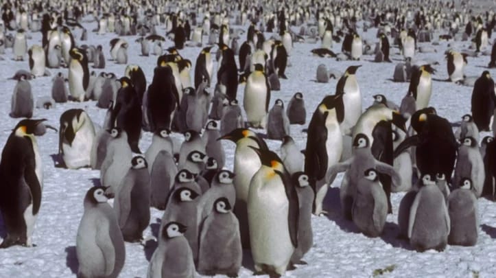 Descubren nueva colonia de pingüinos emperador en la Antártida gracias a imágenes satelitales