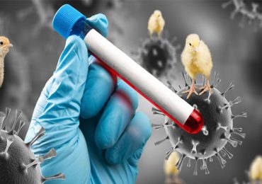 FAO activa protocolos de coordinación y respuesta ante brotes de "Influenza Aviar" en la región