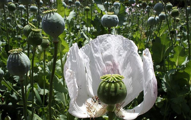La producción de opio aumenta en Birmania
