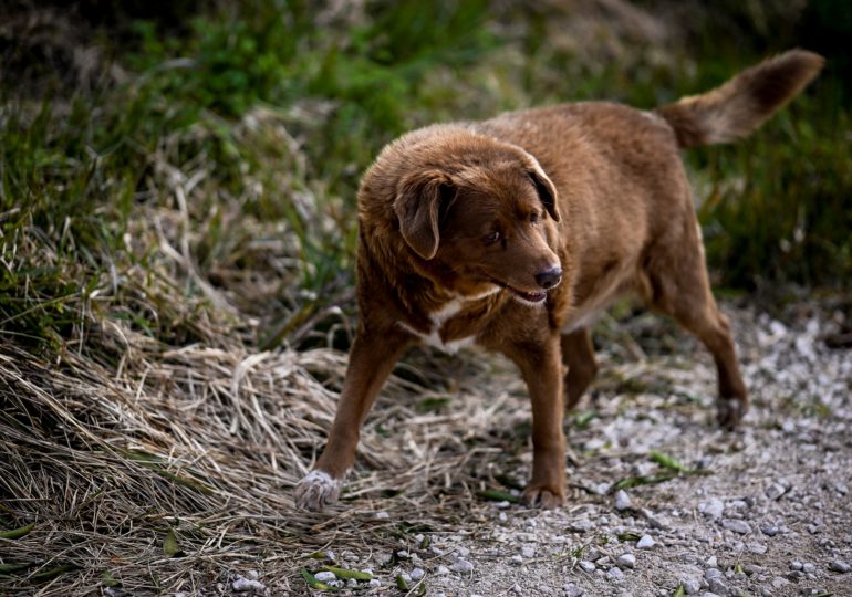 Bobi de “30 años” designado perro más longevo del mundo