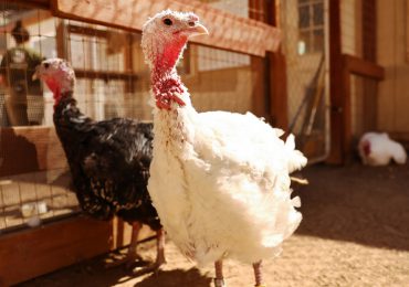 OMS advierte que es necesario prepararse para una pandemia de gripe aviar