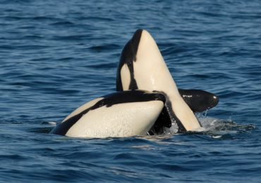 Descubren que las orcas madres pagan un alto precio por criar a sus hijos machos