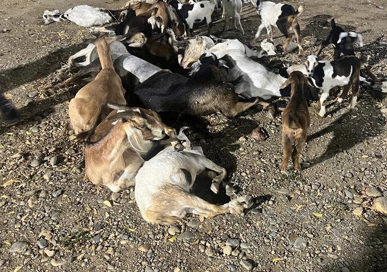 Recuperan 32 animales amarrados y una motocicleta abandonados en carretera de Esperanza