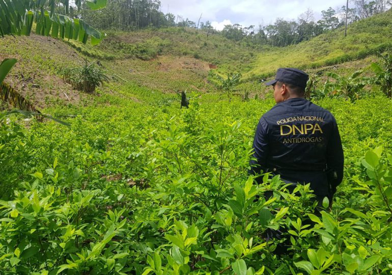 Autoridades de Honduras hallan 11 hectáreas de cultivo de coca y un narcolaboratorio
