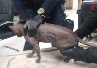 Rescatan a un gato tatuado con símbolos de un grupo criminal en un penal mexicano
