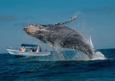 Realizarán en Samaná retiro “Conexión Sagrada con las Ballenas”