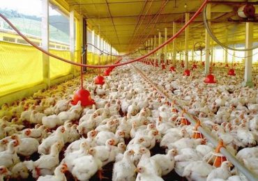 Producción de pollos pasó de 16 millones de unidades en 2019 a 19.6 millones en 2022