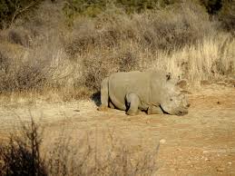 La caza de rinocerontes persiste en Sudáfrica pero mejora protección en parques