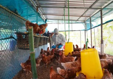 Cuba detecta la presencia de influenza aviar en un zoológico