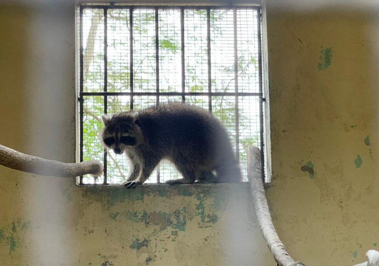 VIDEO | Capturan al mapache; se encuentra en el Zoológico Nacional Arq. Manuel Valverde Podestá