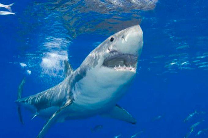 Un tiburón mata a una joven en Australia