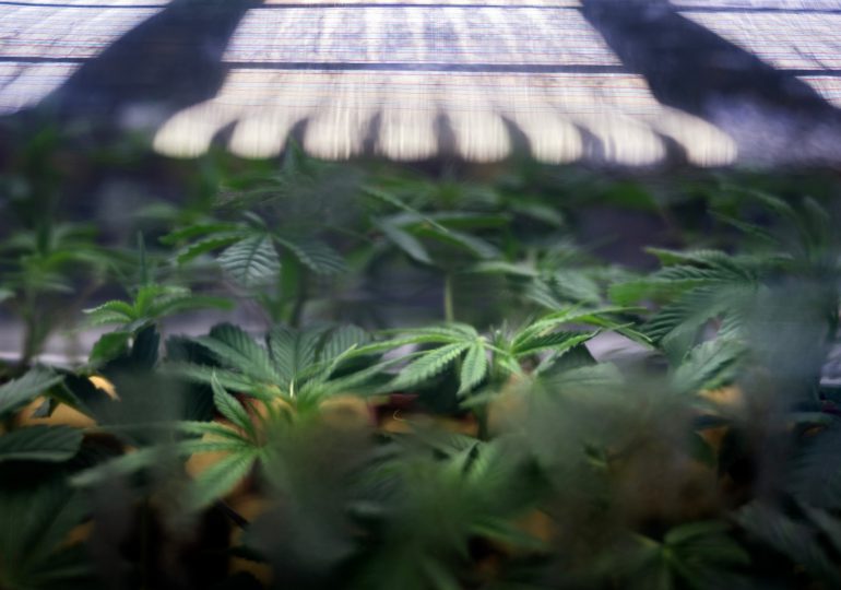 El “cannabis” con nuevo paraíso en el Medio Oeste de EEUU