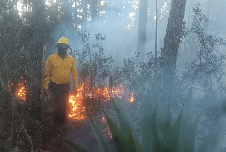 Bomberos forestales extinguen 11 incendios en diferentes puntos del país  