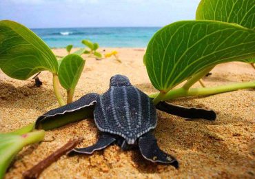 Medio Ambiente lanza en Miches temporada de tortugas tinglar para promover su conservación