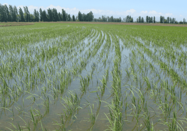 FENARROZ reitera agradecimiento a Abinader por dar el frente ante DR-Cafta y productores de arroz