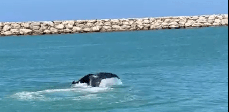 VIDEO | Captan ballena juvenil en La Romana; Medio Ambiente llama a "dejarla tranquila" ya que ella sola migrará