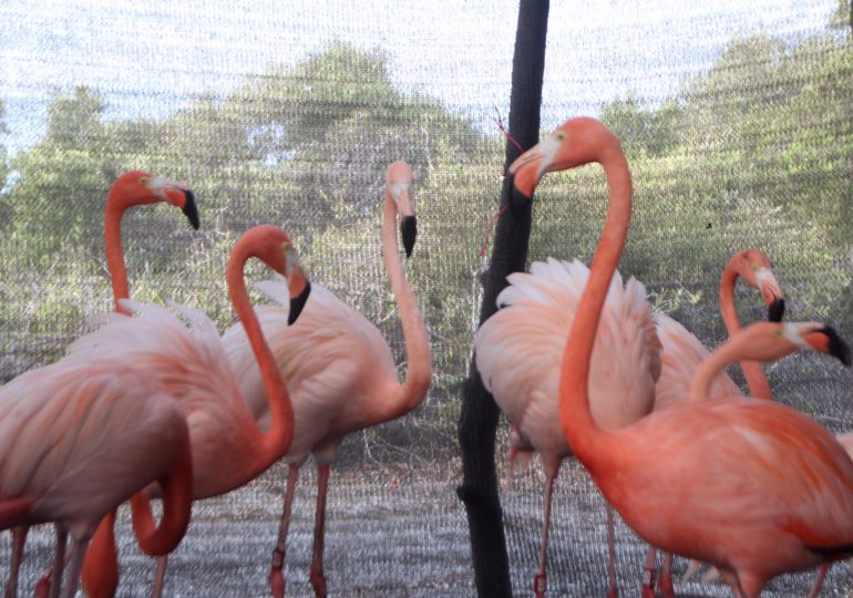 Ministerio de Medio Ambiente logra liberar más flamencos  en Baní