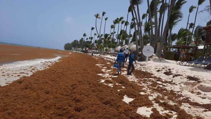 Medio Ambiente realiza primera sesión de Mesa Multisectorial para Gestión Integral del Sargazo