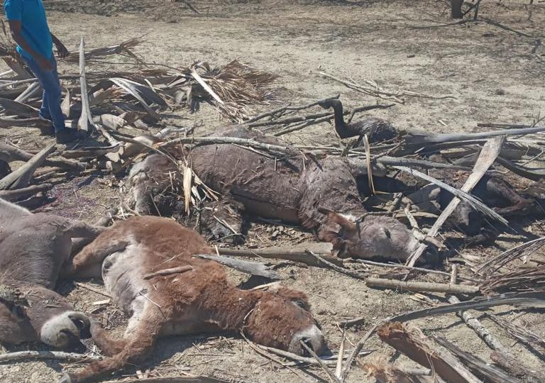 Apresan dueño de finca acusado de la muerte de más 10 burros en peligro de extinción en Santiago Rodríguez