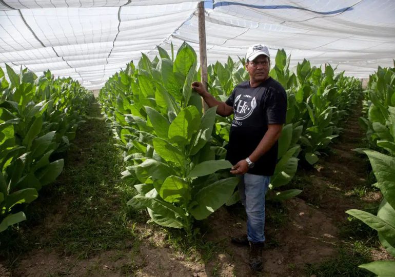 Productores de tabaco cubanos buscan recuperarse tras huracán Ian