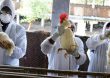 Chile confirma su primer caso de gripe aviar en humanos