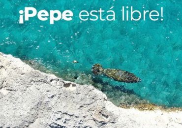 GALERÍA | Ministerio de Medio Ambiente liberó manatí “Pepe”